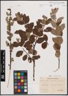 Foto von Salix aurita L. x Salix caprea L. x Salix repens L.